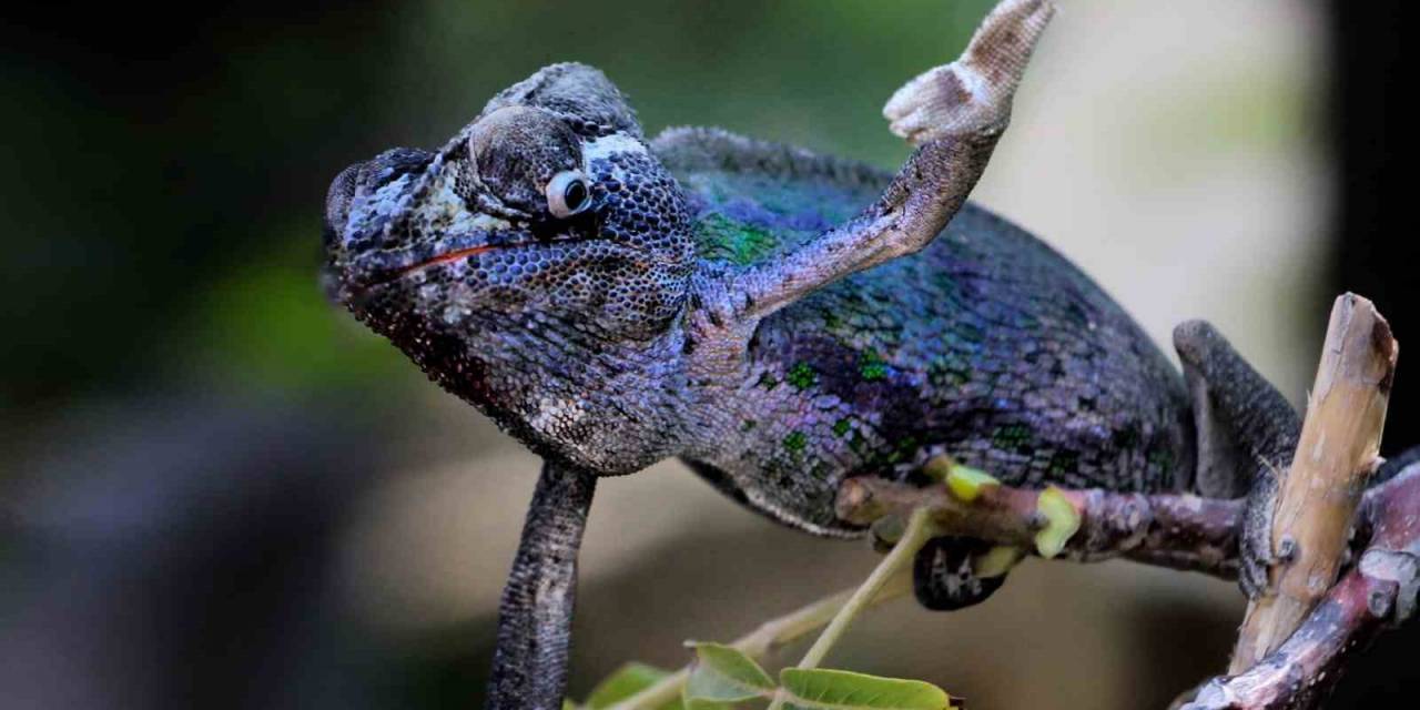 Kahramanmaraşlı Fotoğrafçı 10 Yıldır Bukalemun Fotoğraflıyor