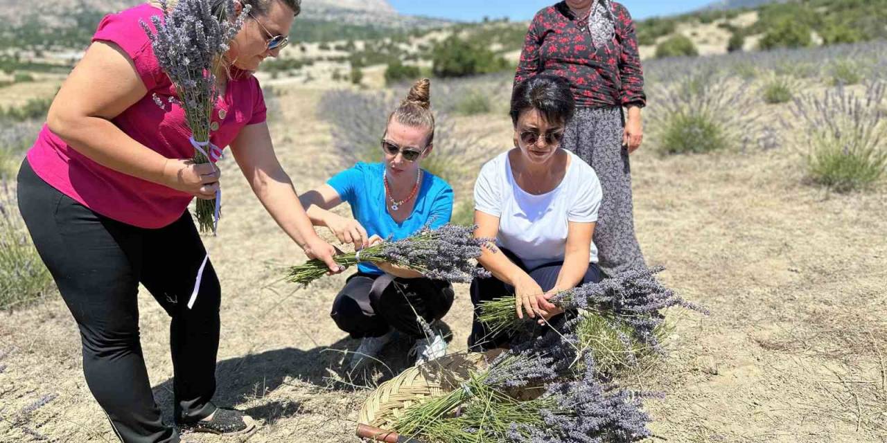 Lavanta Hasadı Yüzleri Güldürdü
