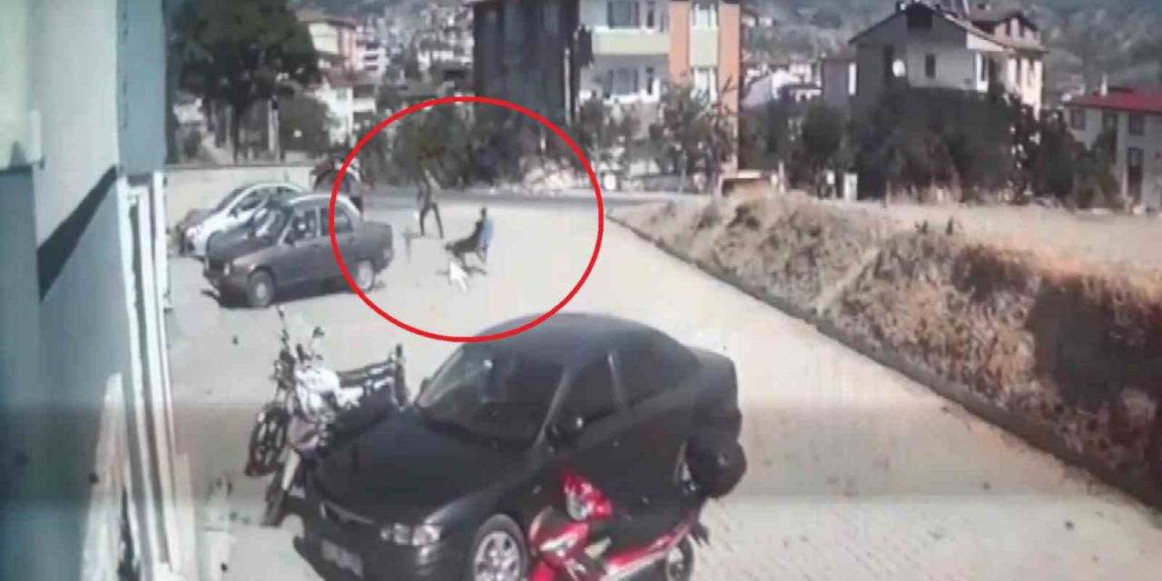 Sokak Köpeklerinin Saldırdığı Çocuk Babası Sayesinde Kurtuldu