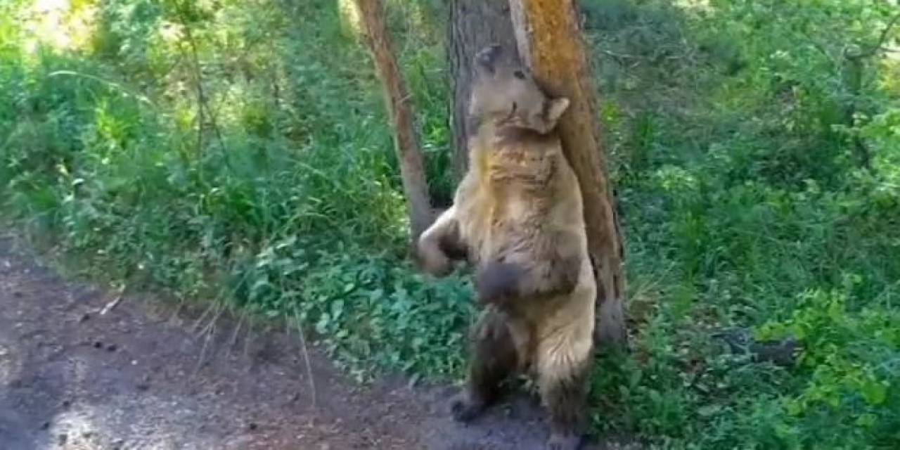 Ayıların Yaşam Alanları Yakın Takipte