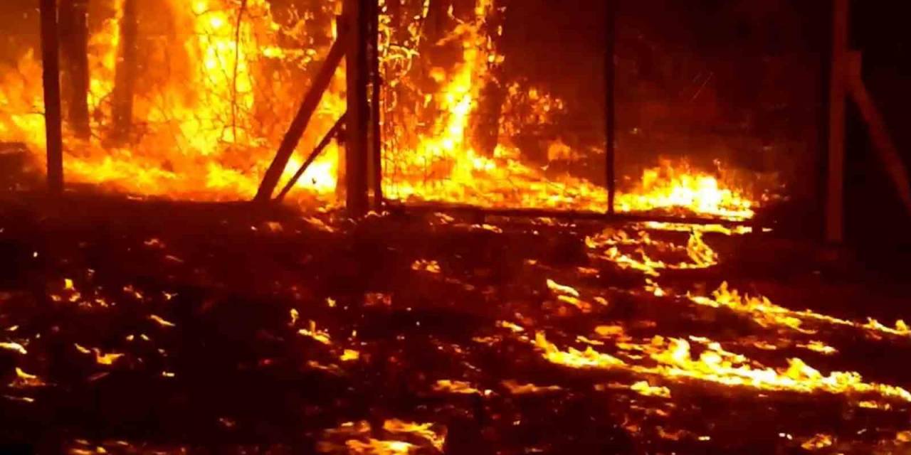 En Büyük Orman Yangınından Kaçmışlardı, Geri Dönüyorlar