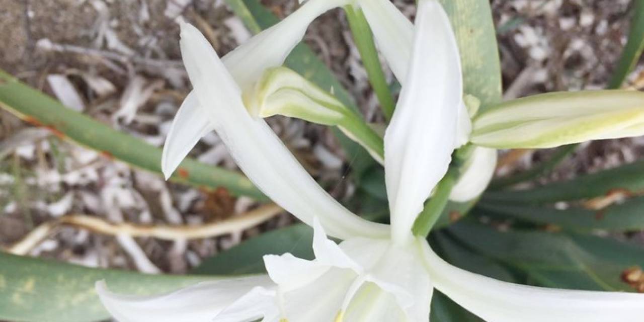 Kum Zambağı Koparmanın Cezası 244 Bin 315 Tl