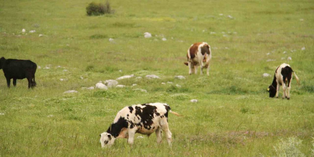 Beyşehir’deki Şap Karantinası Sona Erdi