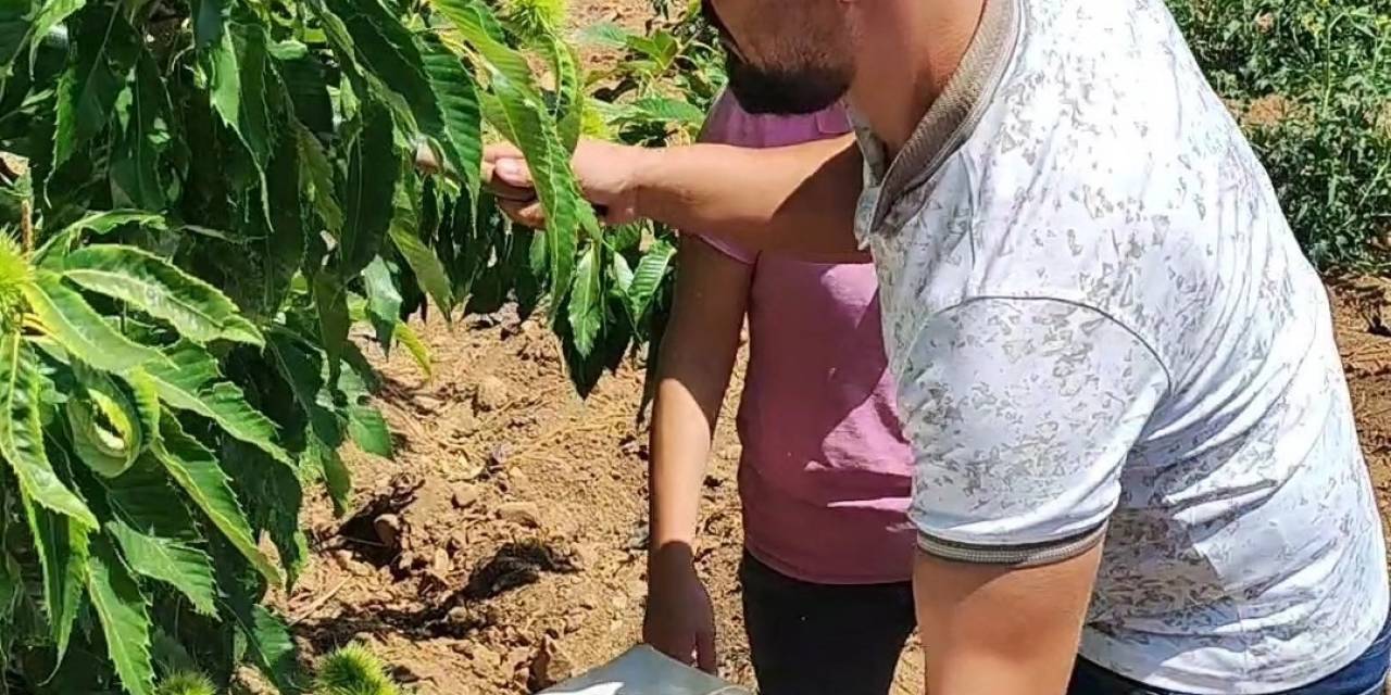 Buharkent’teki Kestane Bahçeleri İncelendi