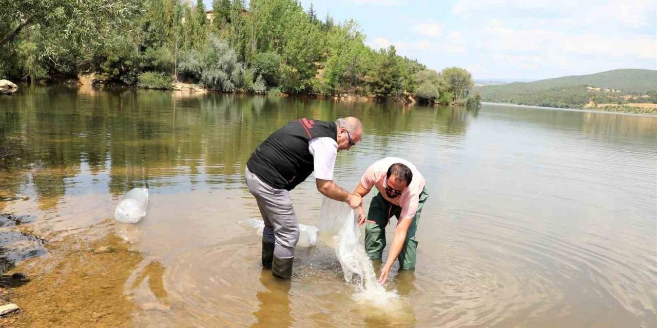 Uşak Ve İlçelerinde 141 Bin Adet Sazan Yavrusu Suya Bırakıldı