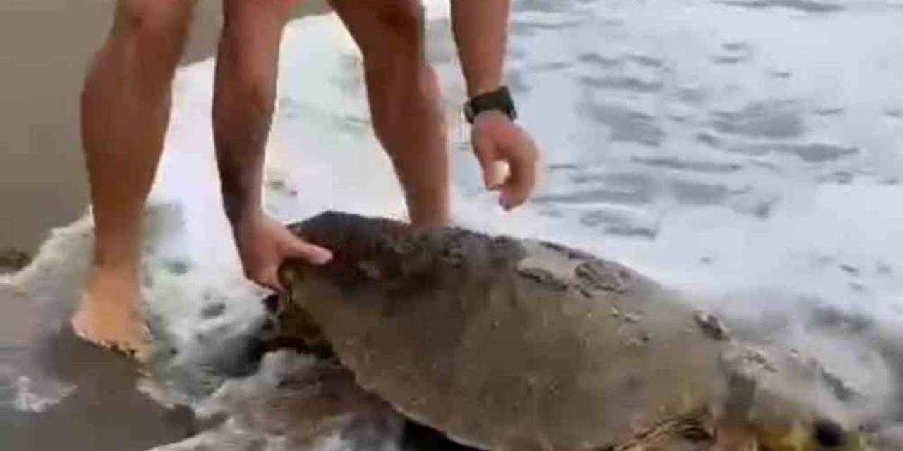 Yaralı Caretta Caretta Sahile Vurdu