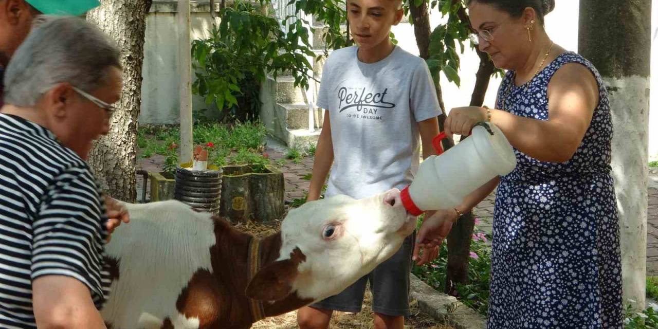 Muğla’da ‘Buzağı Güzellik Yarışması’ Düzenlendi