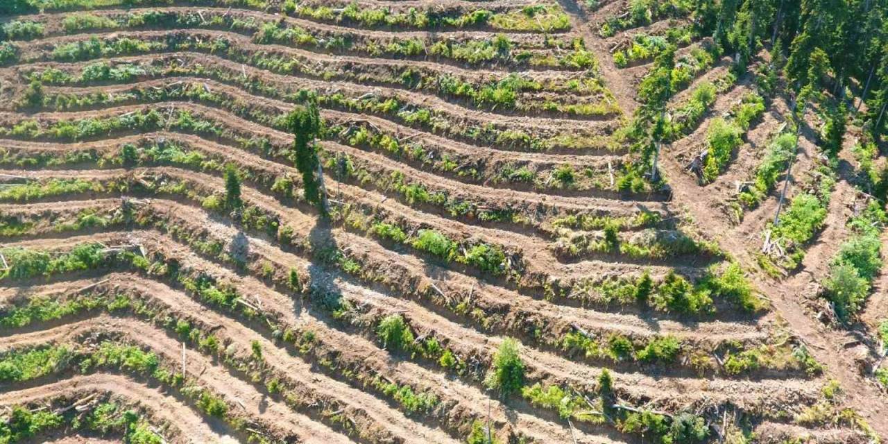 Artvin’de Bozuk Orman Sahaları Ve Doğal Afetlerde Zarar Görmüş Alanlar Fidan Dikimi İçin Hazırlanıyor