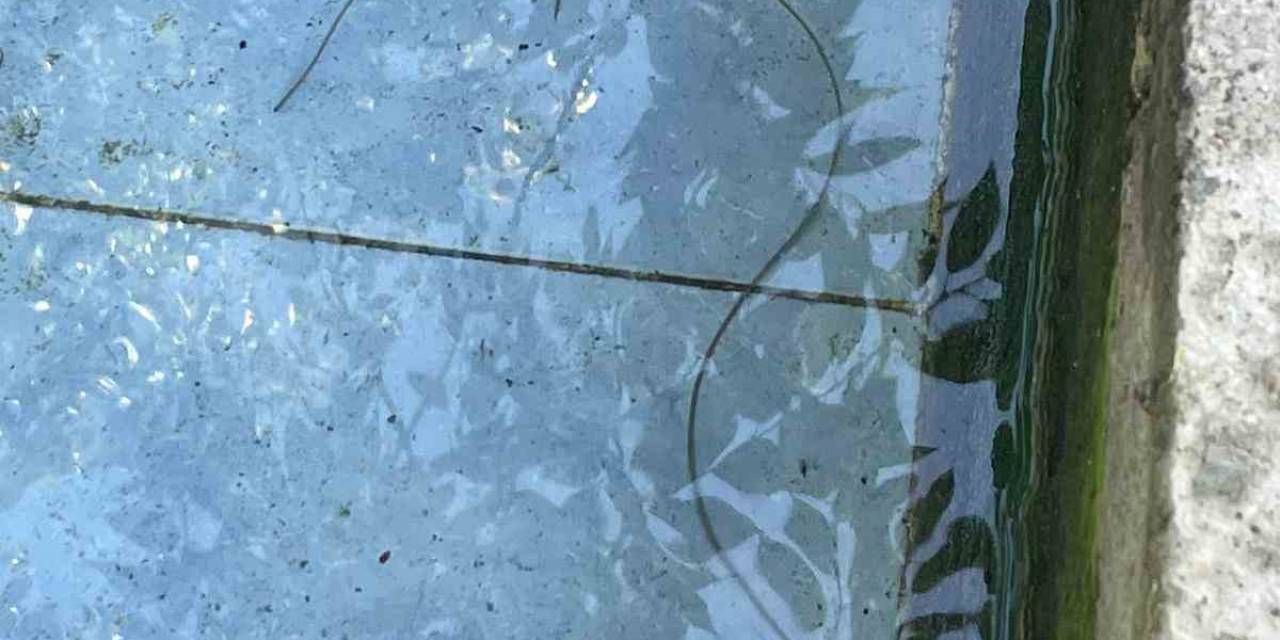 Artvin’de Köy Çeşmesinde Bulunan Canlının Ne Olduğu Ortaya Çıktı