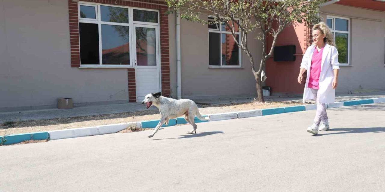 Protez Patili ‘Benek’ Yürümeye Başladı