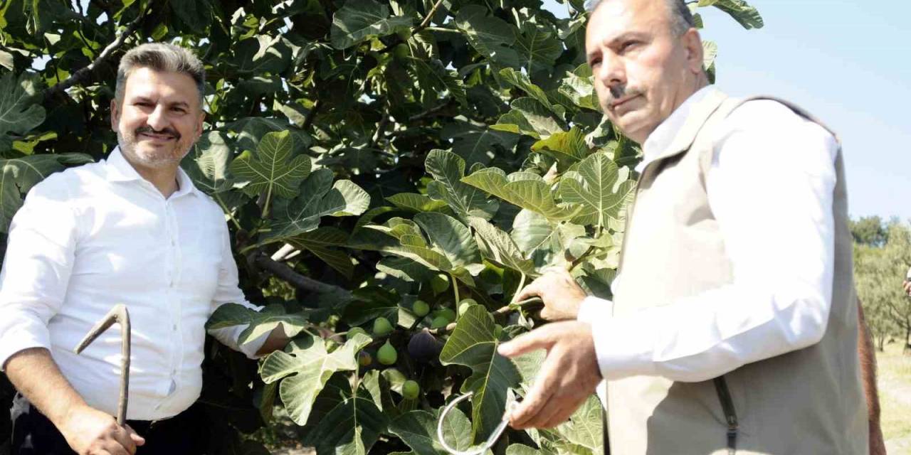 Mudanya’da Kraliçe İncirinin Hasadı Başladı