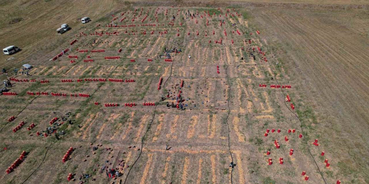 Soğanın Başkenti Polatlı’da Yazlık Sökümünde Sona Gelindi