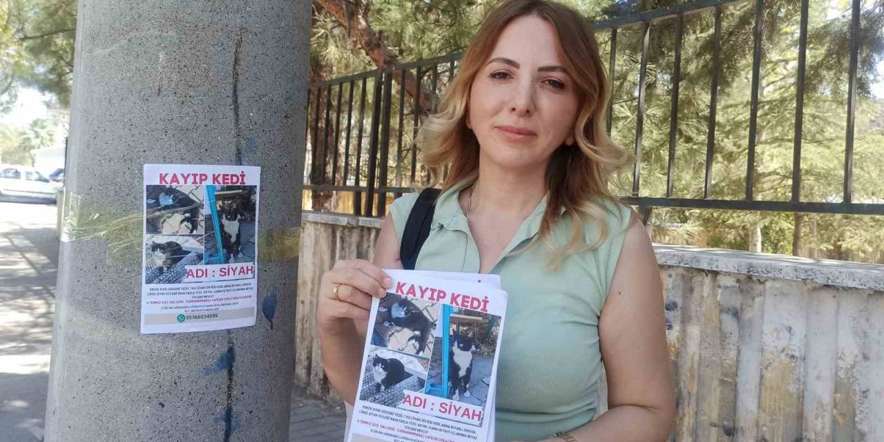 Selma Öğretmen, Kaybolan Kedisini Arıyor