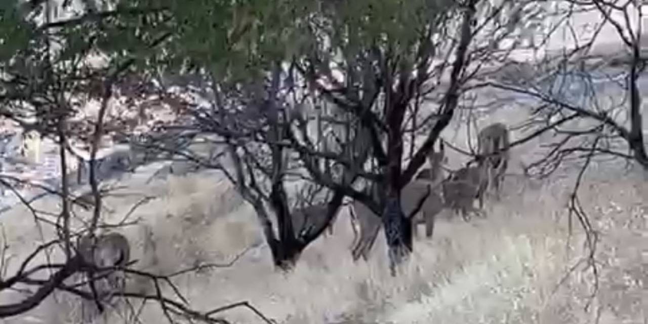 Elazığ’da Dağ Keçileri Sürü Halinde Görüntülendi