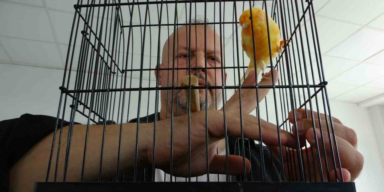 Molozların Arasından Kurtardığı Kanaryalarıyla Hayata Tutundu