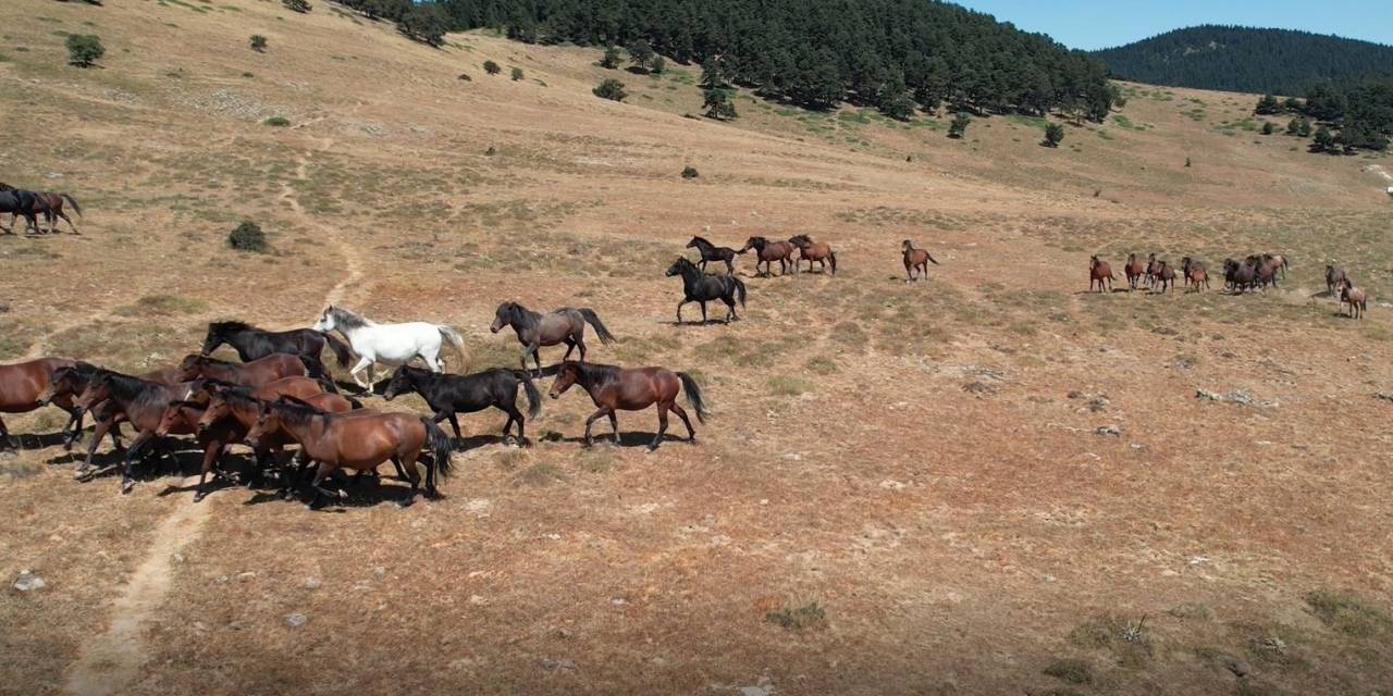 Yaylaların Özgür Ruhları Yılkı Atlarının Oluşturduğu Görsel Şölen Böyle Görüntülendi
