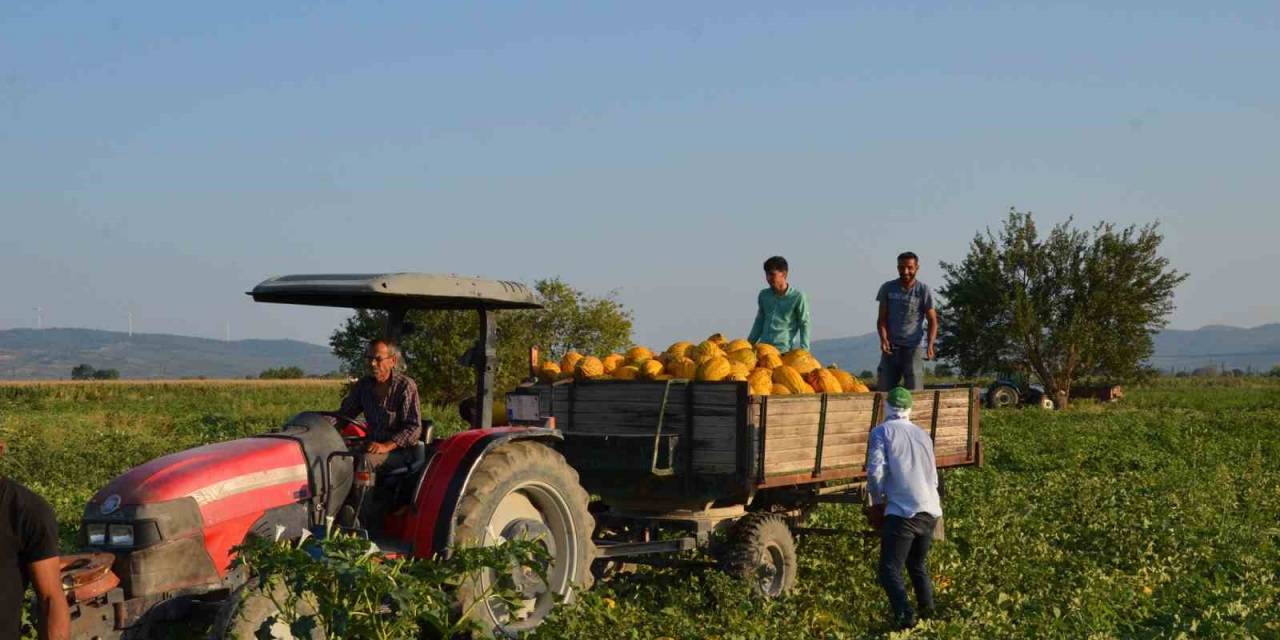 Kırkağaç Kavununda İlk Hasat