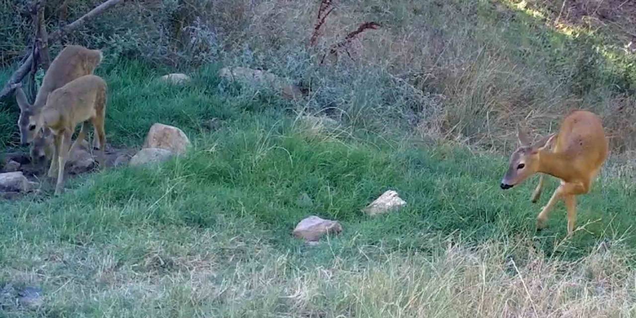 Bozkırın Yaban Hayatı Fotokapanda: Vaşak, Karaca, Su Samuru Görüntülendi