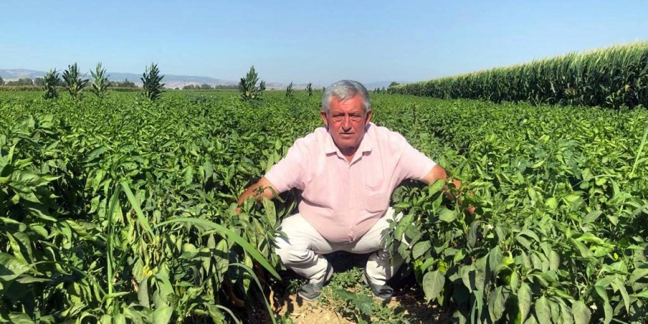 Tarlada 5 Liraya Pazarda 35 Lira