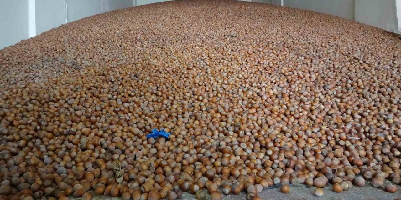 Türkiye, Son 10 Yılda Fındık İhracatından 20 Milyar Doların Üzerinde Döviz Girdisi Sağladı