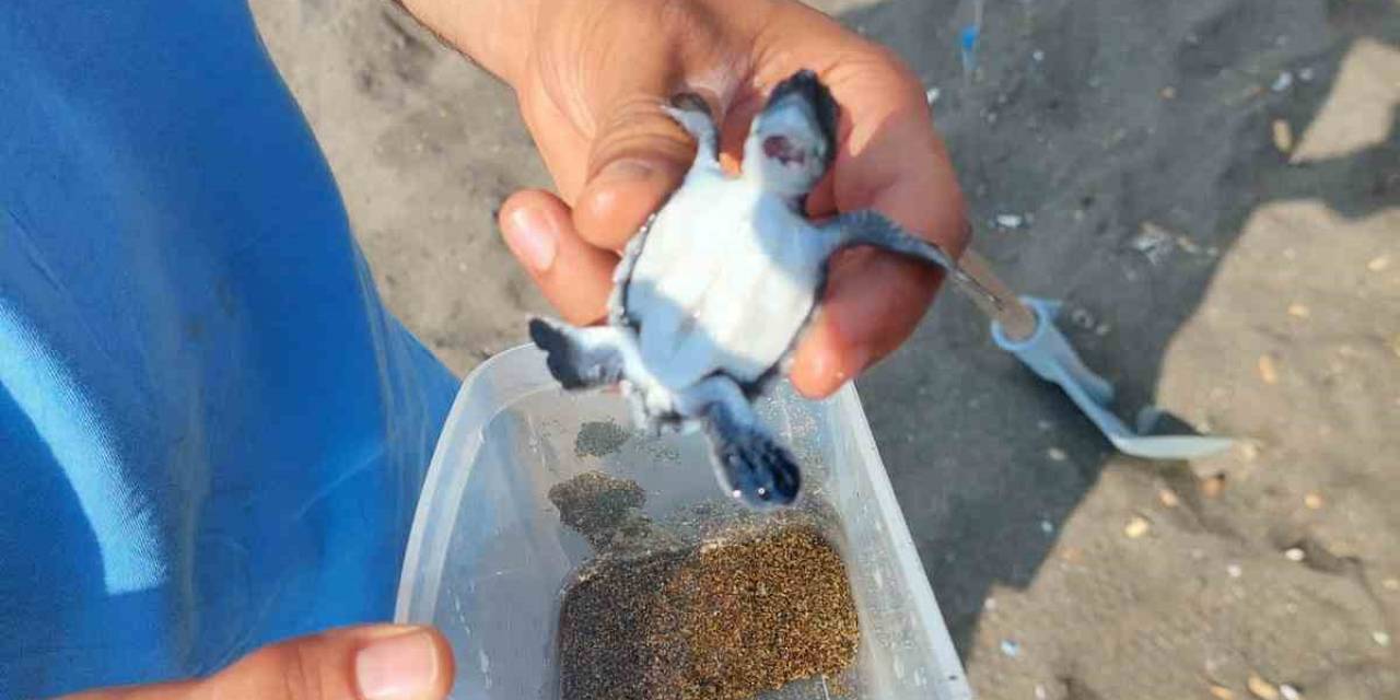 Yaralı Yavru Yeşil Deniz Kaplumbağası Tedavi Altına Alındı
