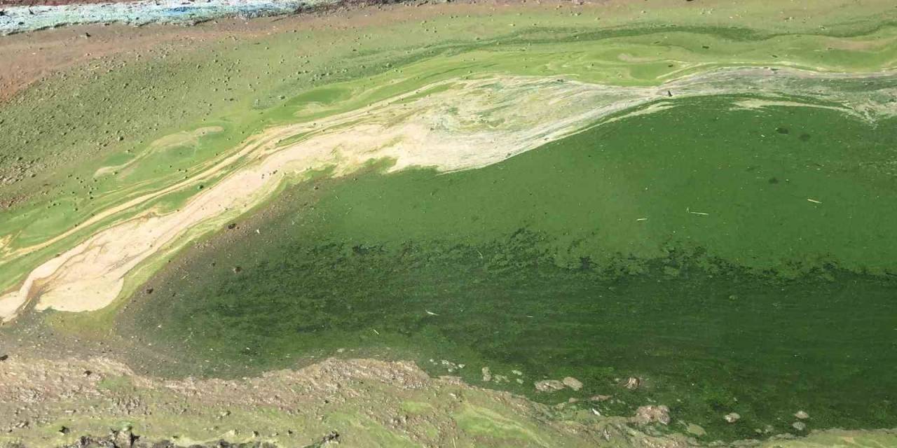 Kars’ta Rengi Yeşile Dönen Göl Etrafa Pis Koku Yayıyor