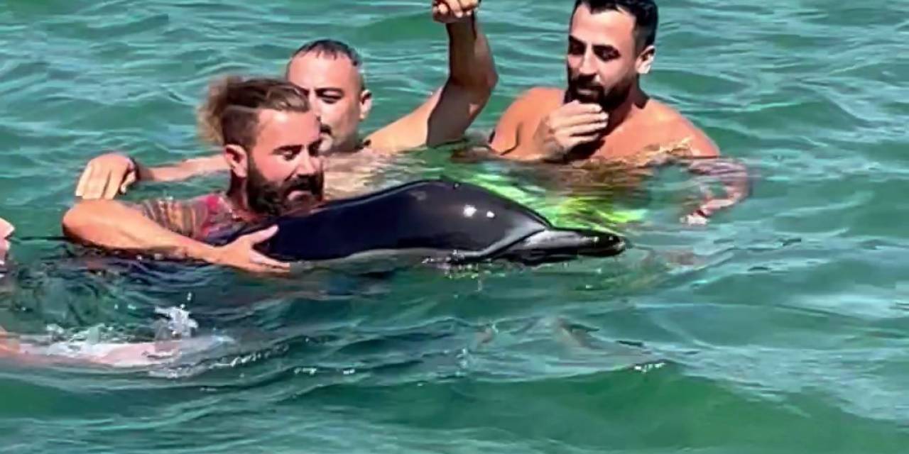 Menekşe Sahili’nde Kıyıya Vuran Yunus Cankurtaran Ekipleri Tarafından Kurtarıldı