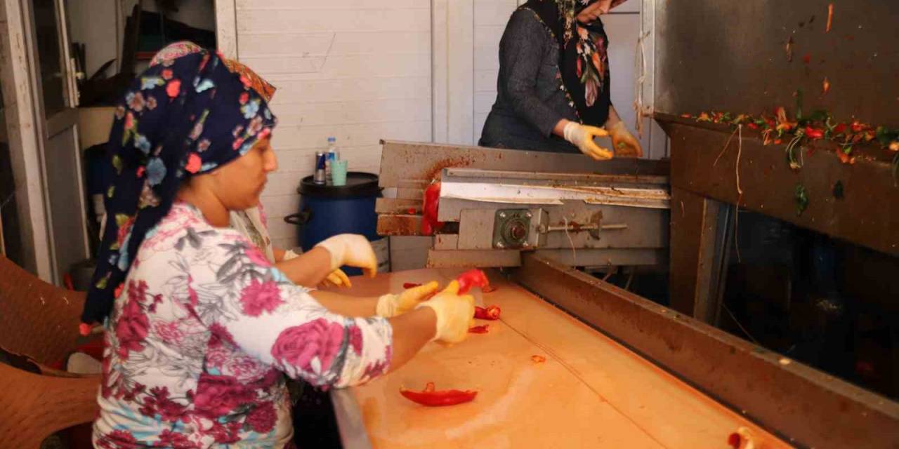 Ekmek Paralarını Acıdan Çıkarıyorlar