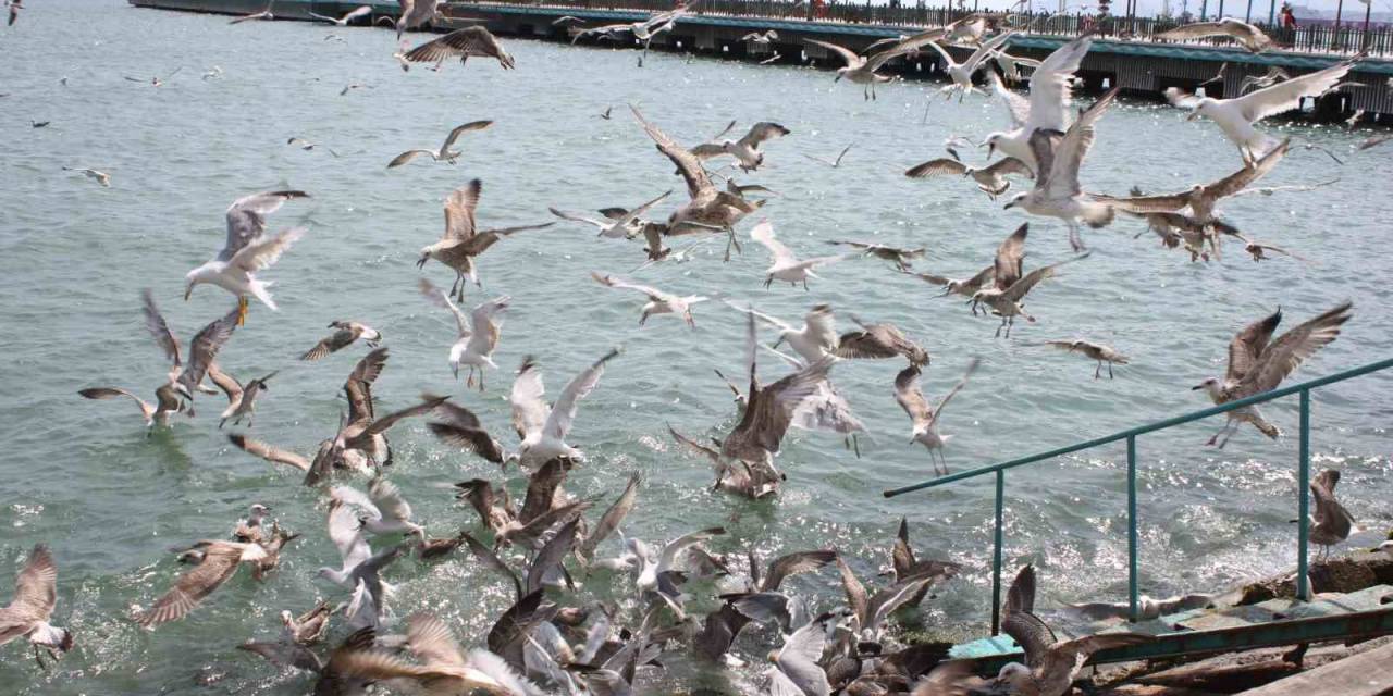 Tekirdağ Sahilinde Martıların Ekmek Kavgası