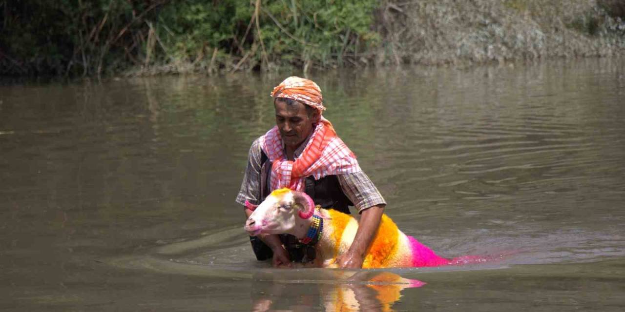Sudan Koyun Geçirme Yarışması Renkli Görüntülere Sahne Oldu