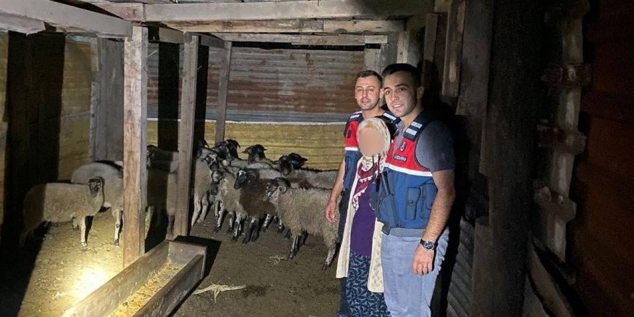 Kayıp Küçükbaş Hayvanları Jandarma Buldu