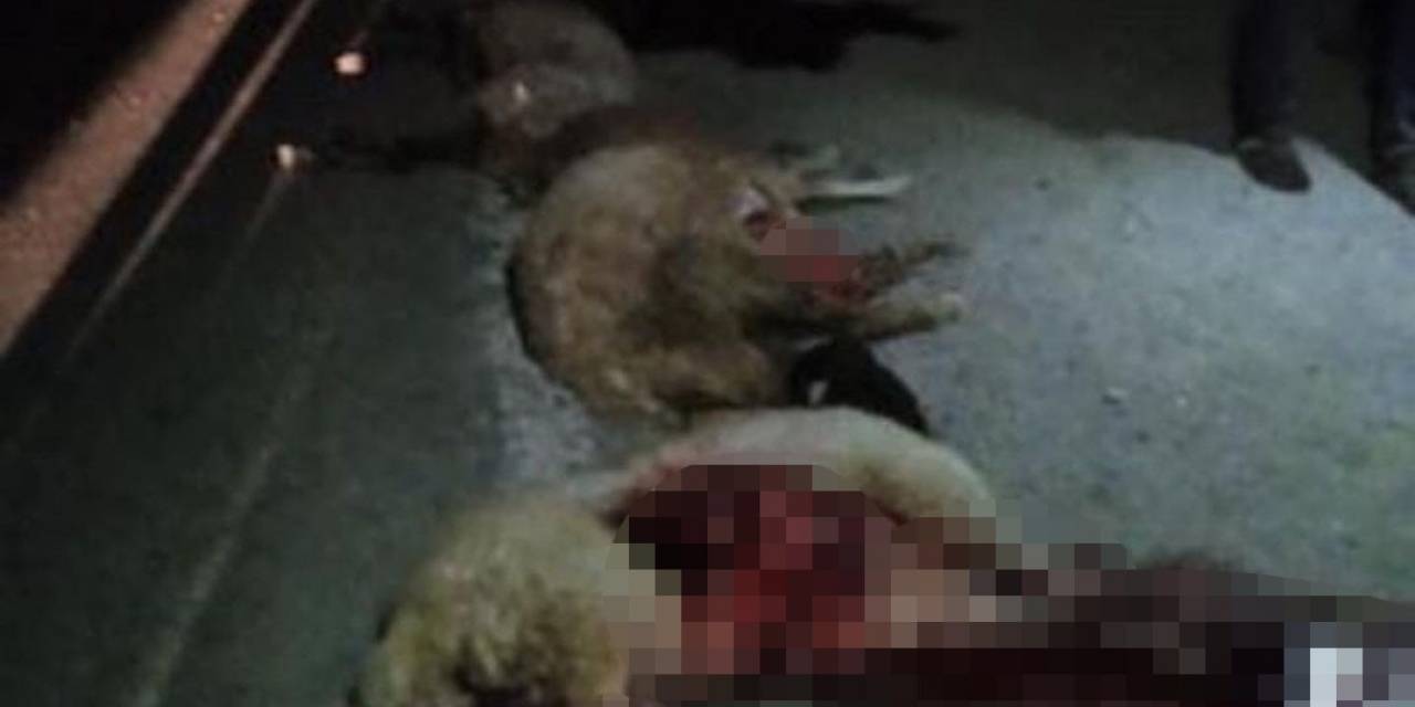 Van’da Otomobil Sürüye Çarptı: 15 Koyun Telef Oldu