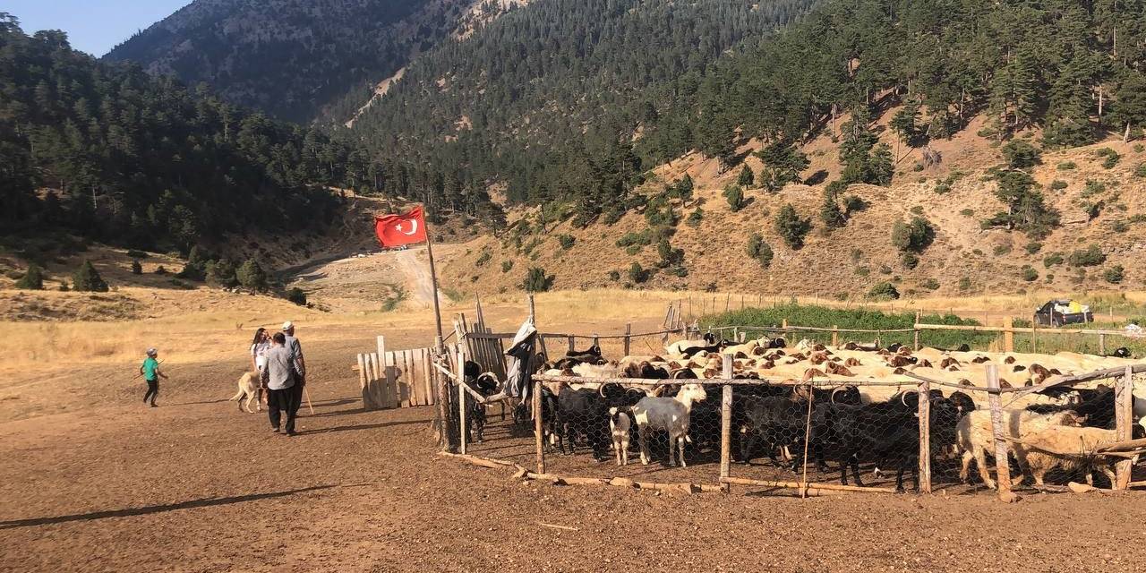 Göçerler 15-20 Bin Lira Maaşla Çoban Bulamıyor