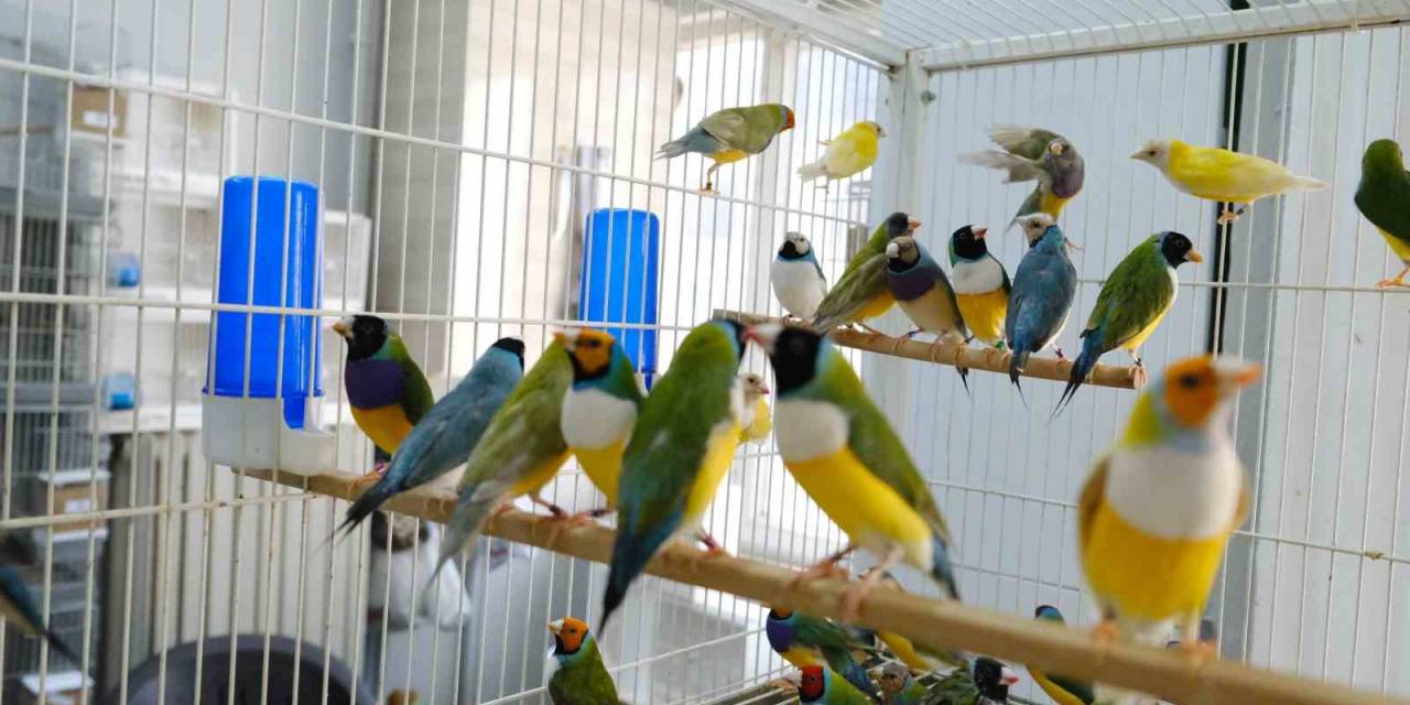 Aşırı Sıcaklarda Egzotik Kuşlar Günde 2 Kez Banyo Yaptırılıyor