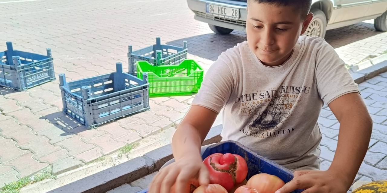 Ata Tohumu Organik Pembe Domates Satarak Okul Harçlığını Çıkartıyor