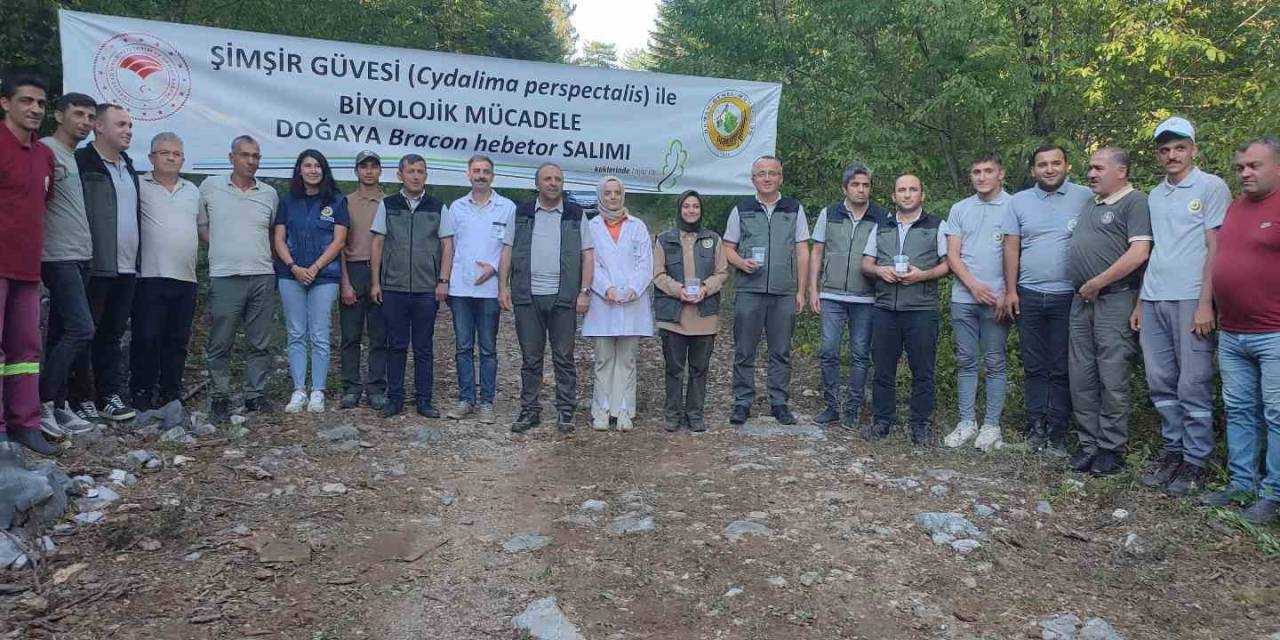 Ormanlarda Şimşir Güvesi Zararlısı İle Mücadelede Olumlu Sonuçlar Alındı