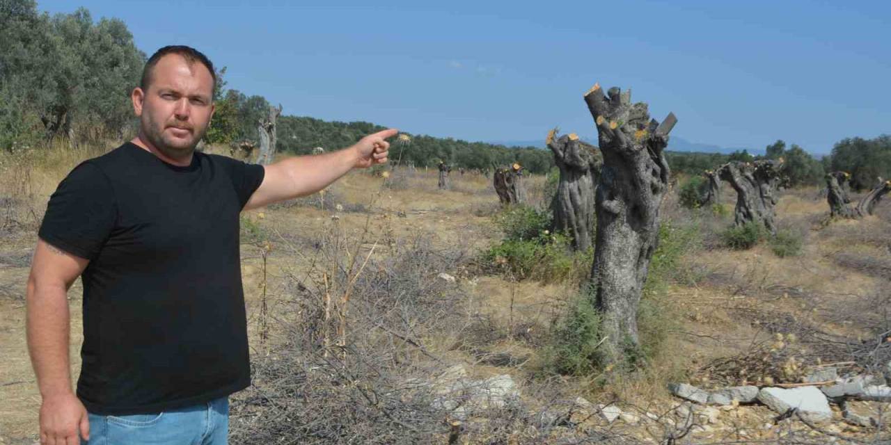 Gömeç’te Talan Edilen Zeytin Ağaçlarının Yerine Lüks Villalar Dikiliyor