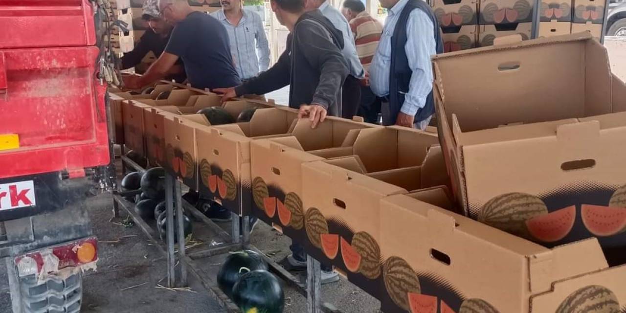İhracatlık Karpuzda Hasat Dönemi Başladı