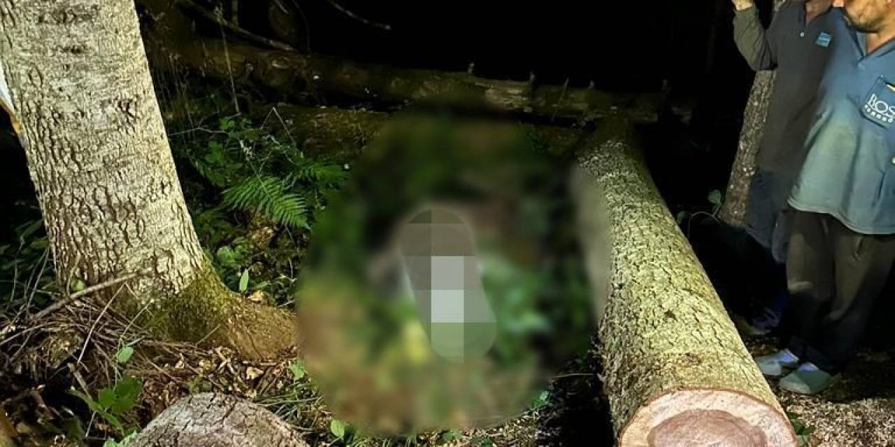 Kestiği Ağacın Altında Kalan Orman İşçisi Hayatını Kaybetti