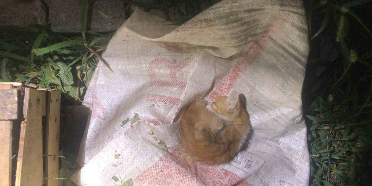 İkizlerin Duyarlılığı Kediyi Hayata Bağladı