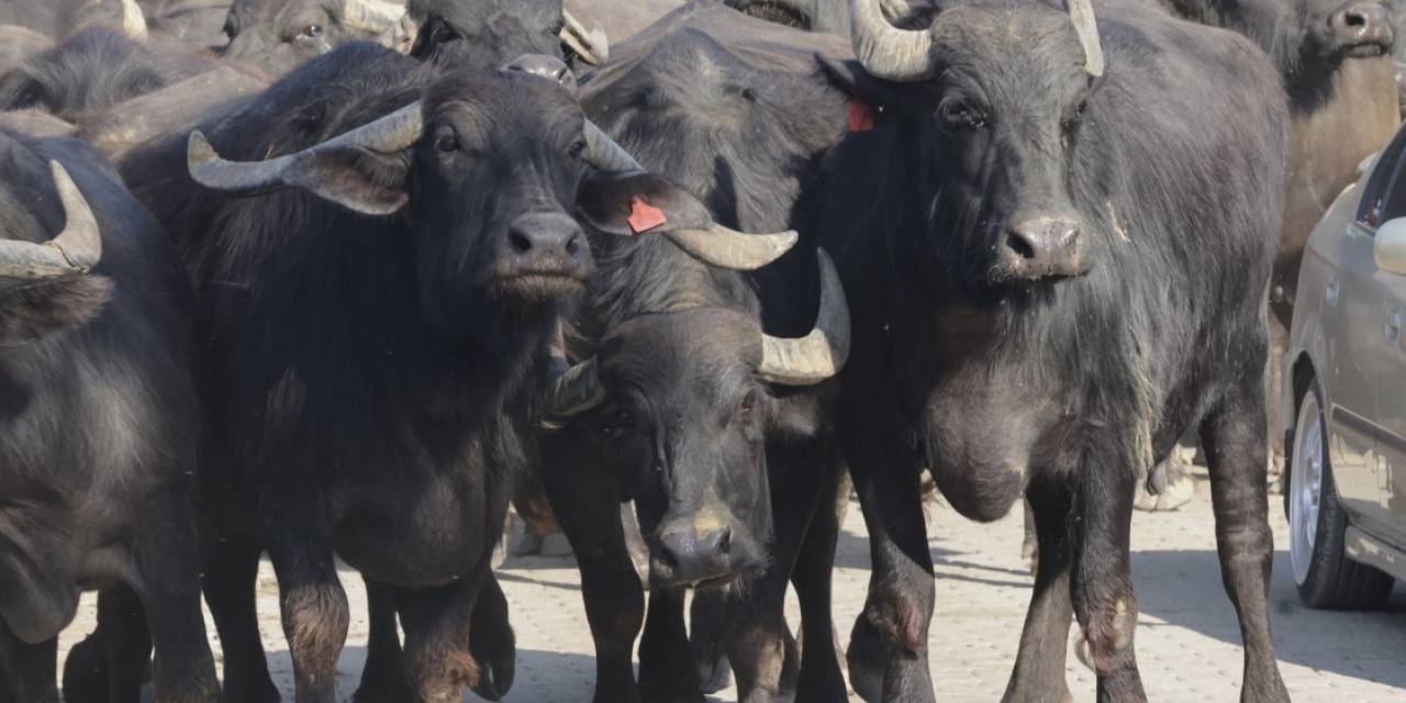 Kocaeli’de Üreticilere Damızlık Manda Boğası Desteği