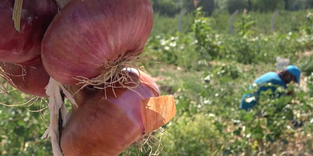 Coğrafi İşaretli ’kılıçlar Soğanı’nın Hasadı Başladı