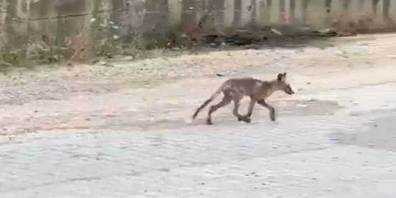 Yalova’da Kent Merkezine İnen Tilkiler Kameralarda
