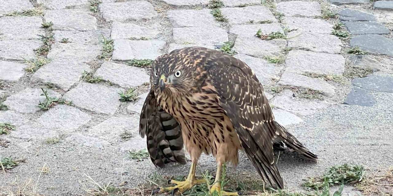 Artvin’de Yaralı Atmaca Tedavisi İçin Milli Parklar Yetkililerine Teslim Edildi