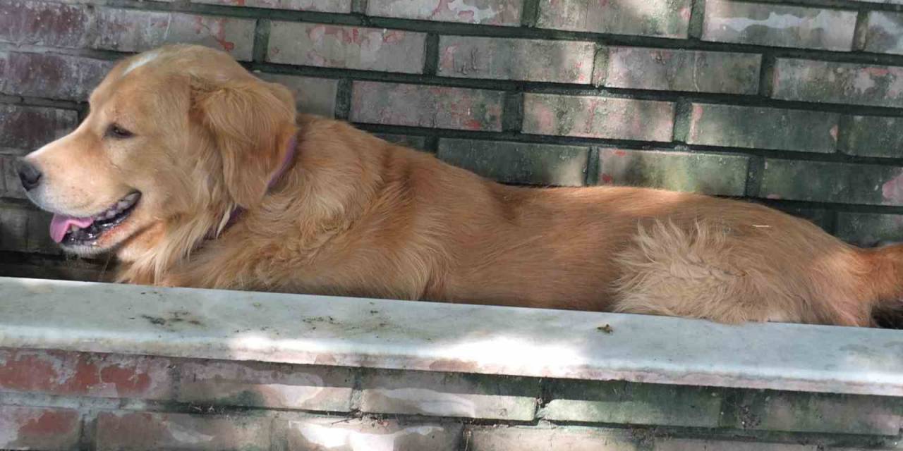 Burhaniye’de Aşırı Sıcaklar Köpekleri De Bunalttı