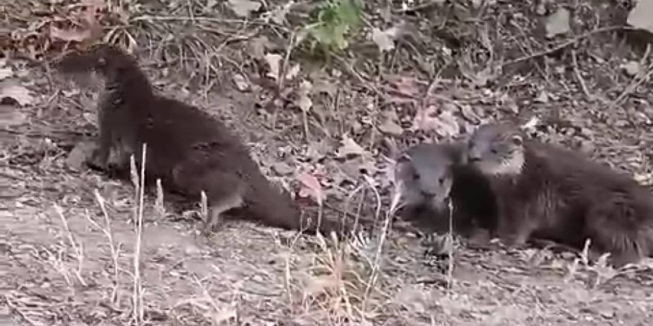 Domaniç’te Nesli Tükenmekte Olan Su Samurları Görüntülendi