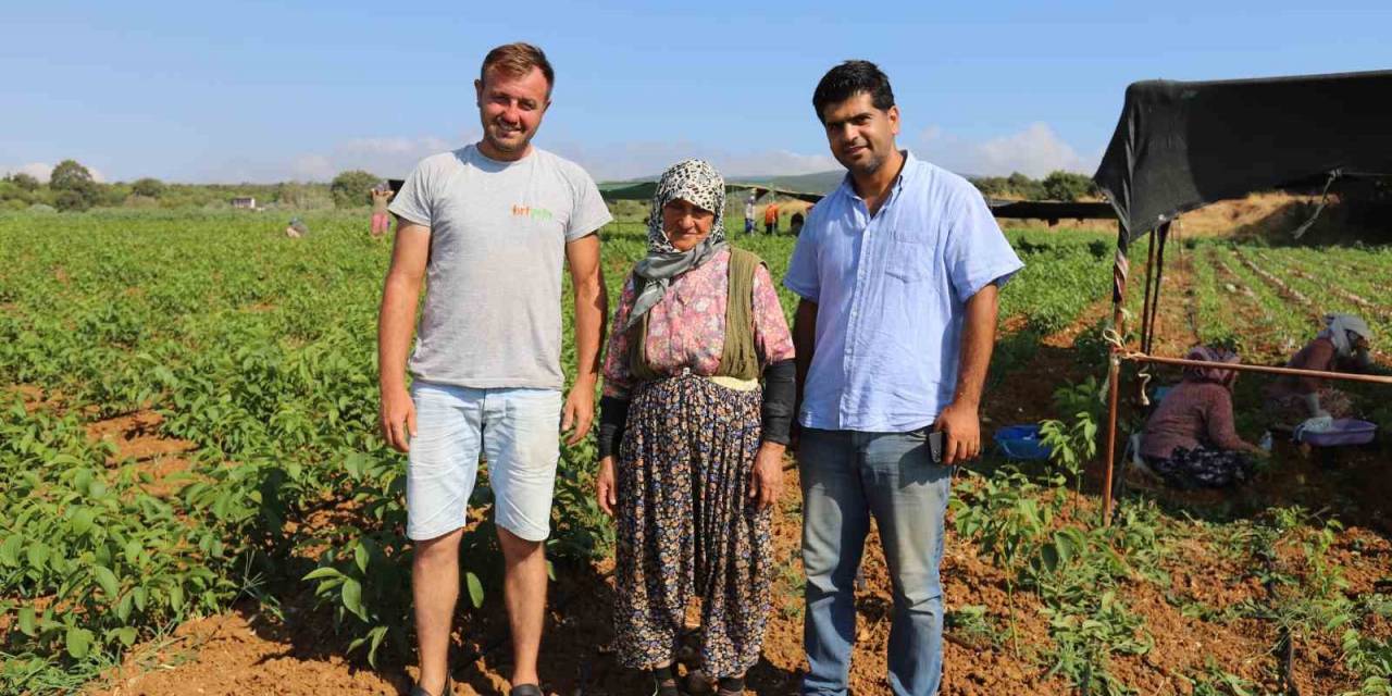 Türkiye’nin Ceviz Fidanı İhtiyacı Bu Bölgeden Karşılanıyor