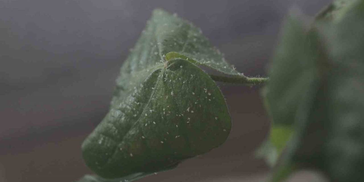 Sıcak Hava Ve Nem Beyazsinek Popülasyonunu Arttırdı