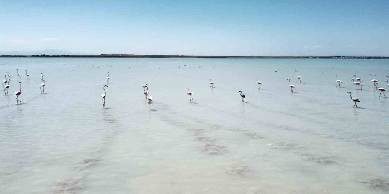 Arin Gölü Renkli Misafirlerini Ağırlıyor