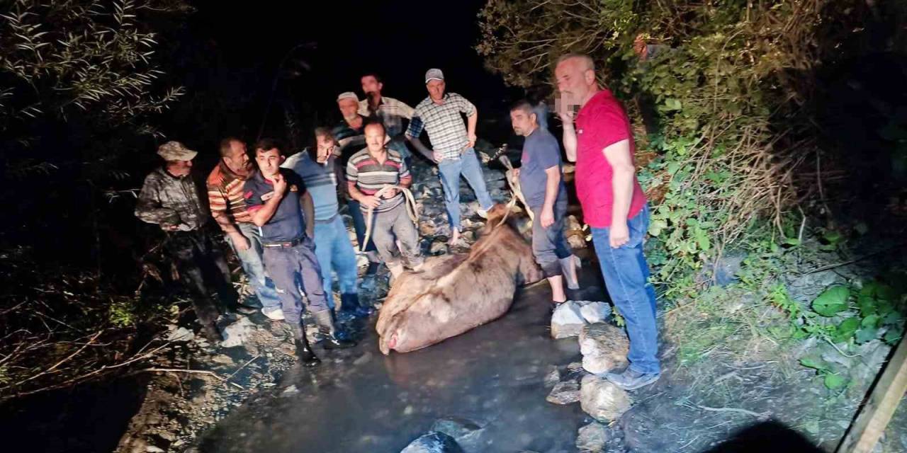 Köprüden Düşen İneği İtfaiye Kurtardı